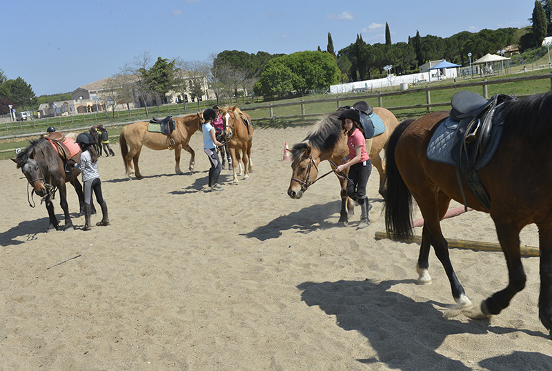Carrière avec cavalier et chevaux